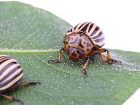 bug on a leaf - pest of potatoesの写真素材