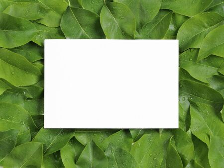 Frame from a continuous layer of pear tree leaves. White rectangle mockupの写真素材
