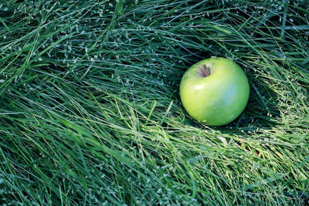 Green apple in the grass close-up on summer sunny day with copy spaceの写真素材