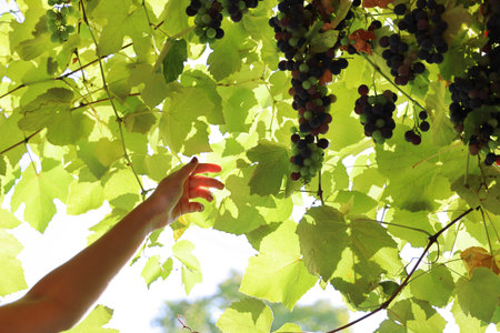 Female hand reaches for dark berries of grapes on branch of vine at the top in the rays of sunlight