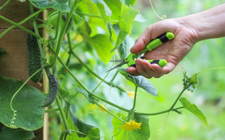 Hand holds pruner to cut off excess branches on cucumber plant in vegetable garden on high gardenbedの写真素材