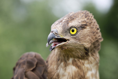 Short-toed snake eagle (Circaetus gallicus) predator bird, head with open beak, close-upの写真素材