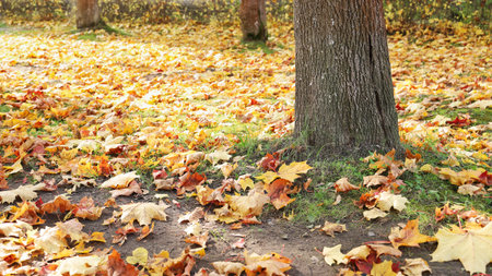 Falling autumn maple leaves under trees in park on green grass on sunny day