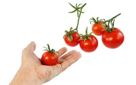 Several ripe red tomatoes and hand holds one tomato, isolated on white backgroundの写真素材