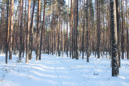 Winter pine forest in sunny day and snow-covered path with shadows from trees