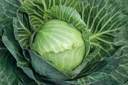 Close-up, white head of cabbage with green leaves in full frame food background