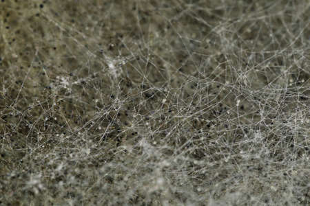 Selective focus, Texture background, white mold macro close-up, spores and threads of mold on surfaceの写真素材