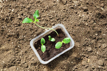 One seedling pumpkin plant pulled ahead in growth, seedling box on dry ground with copy spaceの写真素材