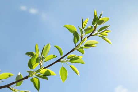 Pear tree branch with young foliage, against background of blue sky on sunny dayの写真素材