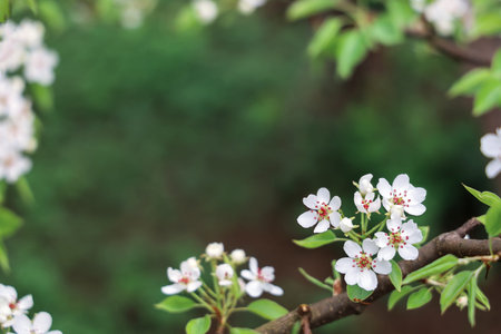 Selective focus, frame from branches pear with white flowers, with copy space