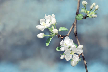 Selective focus, branch of apple tree with white flowers close-up on sunny dayの写真素材