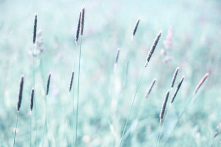 Soft focus abstract background of field herbs on summer sunny dayの写真素材