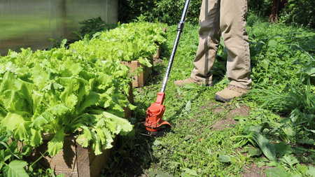 Man mow path next to garden bed salad using electric trimmer, on sunny day