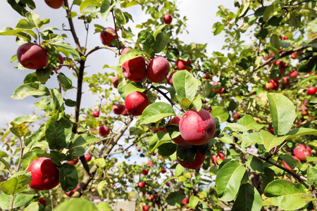Textured surface, natural red apples with green leaves on branches of apple tree, organic farming,...