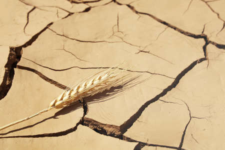 Textured surface of soil erosion, single stalk of wheat, concept of drought and crop failure, global food crisisの写真素材