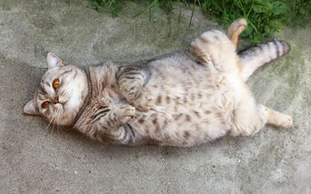 pleased well-fed cat of British breed lies on its back, raise paws, on concrete surface close-upの写真素材