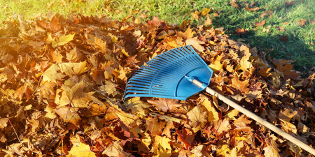 Garden leaf rake on surface of fallen maple leaves on autumn sunny day, bannerの写真素材