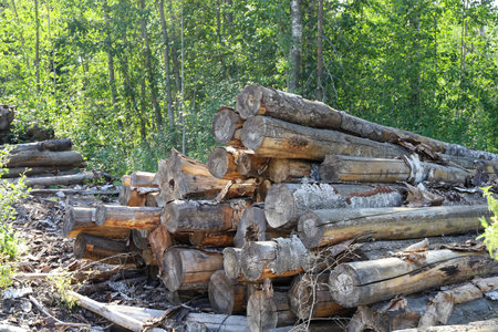 Rotting logs of birches bunch in forest thickets, environmental protection, forestry, on sunny...