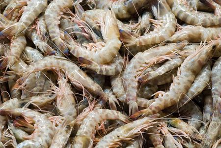 shrimps at the local marketの写真素材