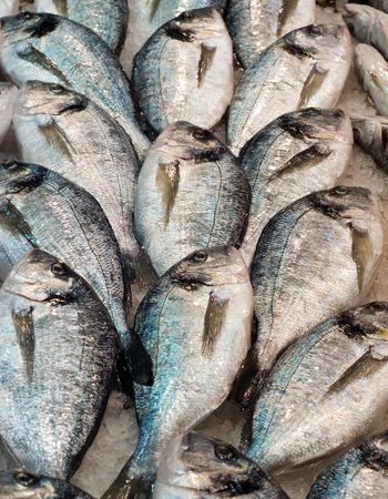 daurade fishes at the local marketの写真素材