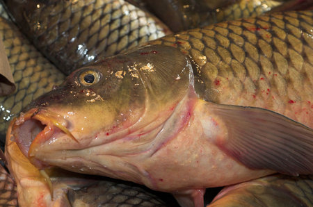 carp fish at the local market