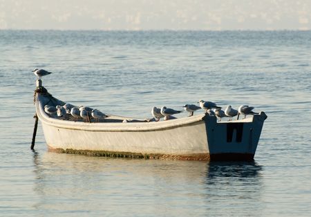 Seagulls on a boat at sunriseの写真素材