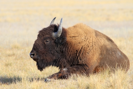 Bison lying has a rest in the steppeの写真素材