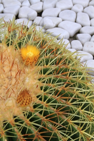 Yellow flower of a cactusの写真素材