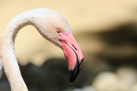 Head of a pink flamingo close upの写真素材