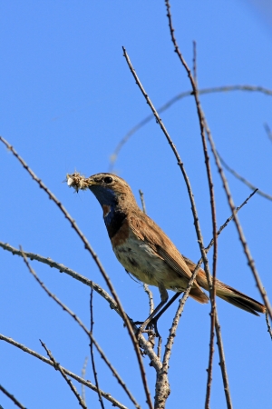 Male of a bluethroat with a forageの写真素材