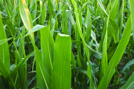 Corn field の写真素材