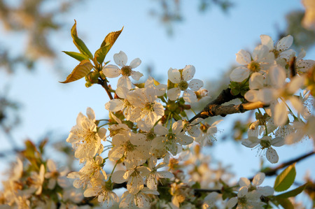 blossom cherry tree at sun setの写真素材