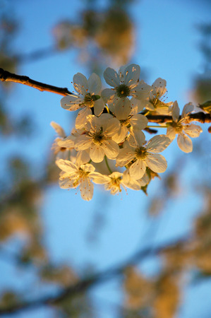 blossom cherry tree at sun setの写真素材