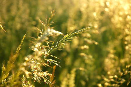 Detail of flowering grass blossomsの写真素材
