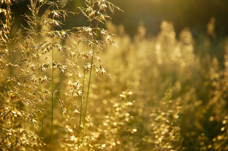 Grass blossom backgroundの写真素材