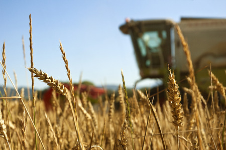 wheat field with blured combine harvestor at backgroundの写真素材