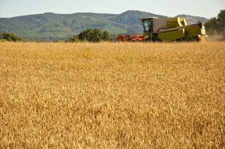Combine harvester at work harvesting a field of wheat.の写真素材