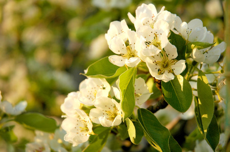 blossom apple tree at sun setの写真素材