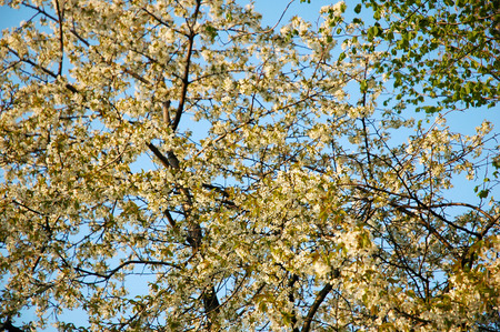 blossom apple tree at sun setの写真素材