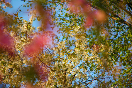 blossom apple tree at sun setの写真素材