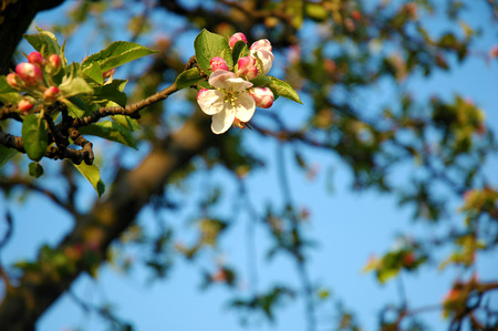 blossom apple tree at sun setの写真素材