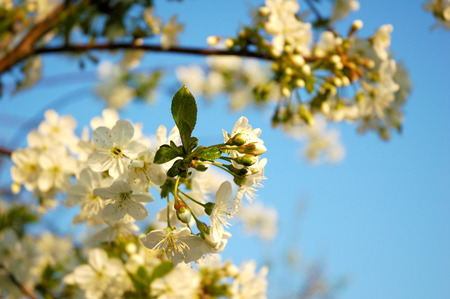 blossom apple tree at sun setの写真素材