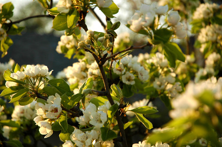 blossom apple tree at sun setの写真素材
