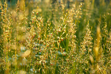 Grass bloom plant in the green nature or in the garden の写真素材