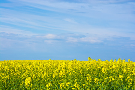Rapeseed fieldの写真素材