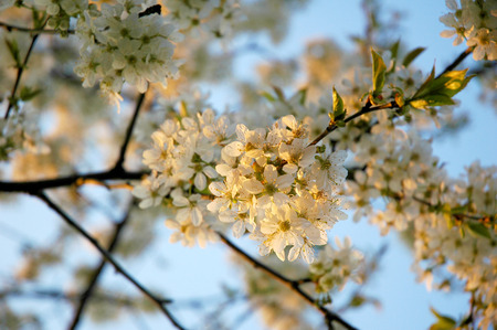 blossom apple tree at sun setの写真素材