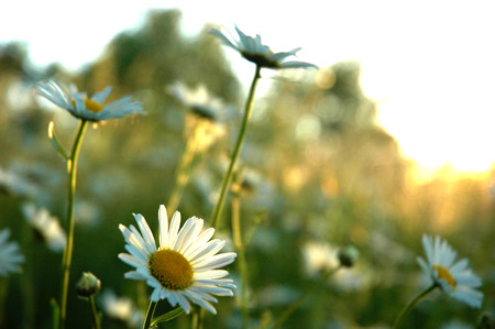 Daisies in meadow at sunriseの写真素材