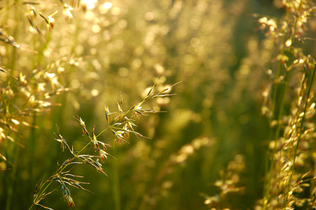 Detail of flowering grass blossomsの写真素材