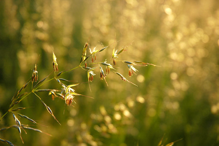 Detail of flowering grass blossomsの写真素材