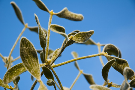 Frosty mistletoe at sunriseの写真素材